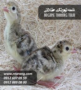 جوجه بوقلمون برنز یکروزه